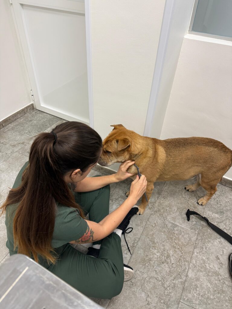 Perro en veterinaria